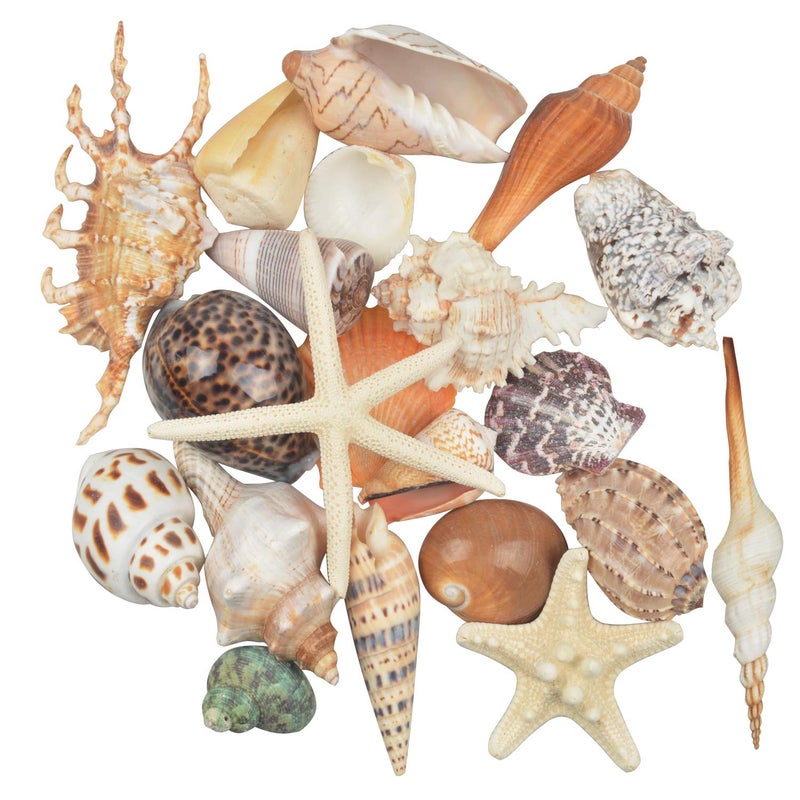 Jangostor 21 PCS Large Sea Shells Mixed Ocean Seashells, Various Sizes Natural Seashells Starfish Conch for Beach Theme Party, Home Decorations, DIY Crafts, Vase Filler Fish Tank Decorations - Image 1